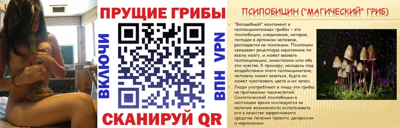 магазин продажи Сертолово Псилоцибиновые грибы Psilocybe